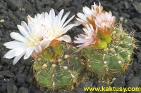 Gymnocalycium erinaceum v. paucisquamossum JPR193/587 Ongamira Cord. 15s/6