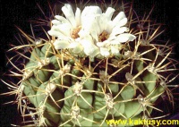 Gymnocalycium eytianum, pirisem. (J) 20s/5