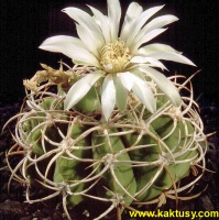 Gymnocalycium ferox v. ferocior (J) 15s/5