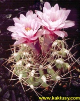 Gymnocalycium ferrari 20s/5