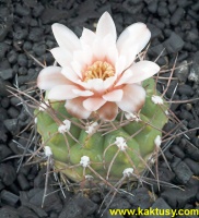 Gymnocalycium ferrarii P136  10s/7