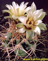 Gymnocalycium fischeri v. suyuquense  VS8 El Volcan SL 10s/8