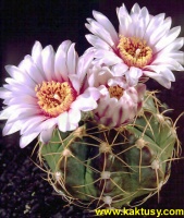 Gymnocalycium fleischerianum (J) 15s/5