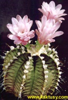 Gymnocalycium friedrichii v. moserianum (J) 20s/5