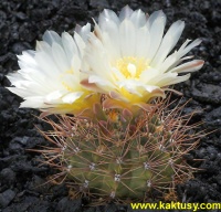 Gymnocalycium gastonii JPR22/56 Cerro de la Ventana  BA  10s/8
