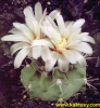 Gymnocalycium genserii VS142  Ischilin Cord. 10s/6