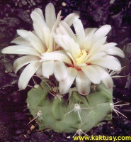 Gymnocalycium genserii VS142  Ischilin Cord. 10s/6