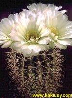 Gymnocalycium gibbosum (J)(trny!) 15s/5