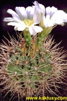 Gymnocalycium gibbosum v. ferox 15s/5