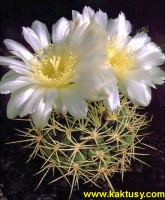 Gymnocalycium gibbosum v. ferox JPR54/121 Ruta1 East San Miguel Chub. (J)10s/8