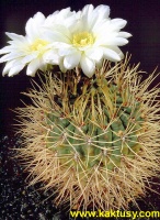 Gymnocalycium gibbosum v. nobile (J) 20s/6