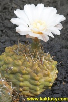 Gymnocalycium gibbosum v. rostratum  10s/8