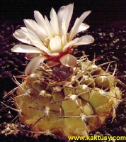 Gymnocalycium glaucum 15s/7