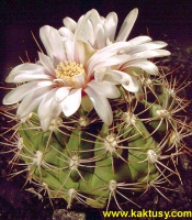 Gymnocalycium grandiflorum (J) 15s/5