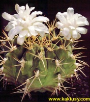 Gymnocalycium griseopallidum 15s/5