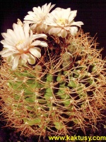 Gymnocalycium guanchinense (J) 15s/5