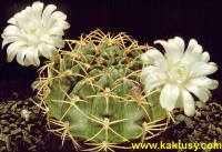 Gymnocalycium hamatum (J)  10s/7