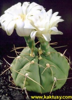 Gymnocalycium horstii (J) 10s/7