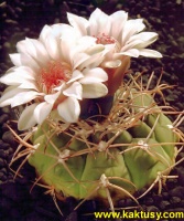 Gymnocalycium hossei  20s/8