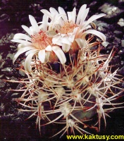 Gymnocalycium hossei typ. ex. Schutz 15s/5