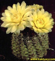 Gymnocalycium hyptiacanthum (J) 20s/5