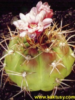 Gymnocalycium chiquitanum (J) 15s/5