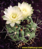 Gymnocalycium chubutense JPR62/142 10s/6