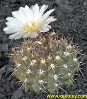 Gymnocalycium chubutense WP92-128/182 Peninsula Valdes Maut Chub. 10s/6