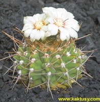 Gymnocalycium intermedium P113 15s/5