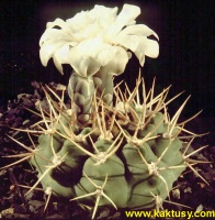 Gymnocalycium intertextum P118 (J) 10s/4