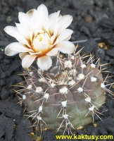 Gymnocalycium kieslingii v. alboareolatum STO19 Sanagasta LR (J)  10s/7