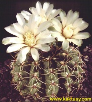 Gymnocalycium leptanthum (J) 15s/5