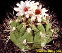 Gymnocalycium marquezii (J) 15s/5