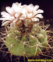 Gymnocalycium mazanense  15s/5