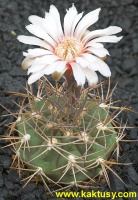 Gymnocalycium mazanense JO129 Estancia Mazan LR (J) 10s/5