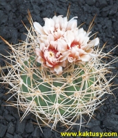 Gymnocalycium mazanense v. polycephalum STO759 Sierra de Velasco LR  10s/7