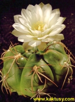 Gymnocalycium megalothelos v. delaetianum (J) 15s/5