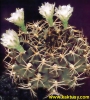 Gymnocalycium megatae 15s/7