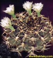 Gymnocalycium megatae 15s/7