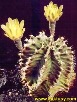 Gymnocalycium mihanovichii 15s/4