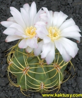 Gymnocalycium monvillei Los Gigantos  20s/8