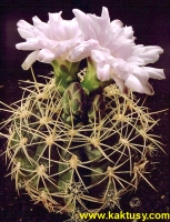 Gymnocalycium monvillei v. albispinum 10s/7