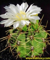 Gymnocalycium monvillei P12 Sierra Tulumba Cord. (J) 15s/6