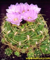 Gymnocalycium monvillei Sierra Grande Cordoba (J) 20s/8