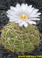 Gymnocalycium monvillei STO828/2 La Cumbre Cord. (J)  10s/7