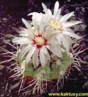 Gymnocalycium mostii v. STO2  15s/6