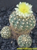 Gymnocalycium netrelianum (J) 15s/5