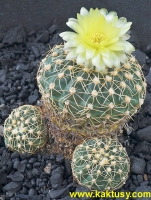 Gymnocalycium netrelianum (J) 15s/5