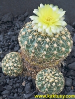 Gymnocalycium netrelianum (J) 15s/5