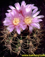 Gymnocalycium neuhuberi GN77/1181  10s/8